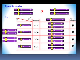 Mapeo génico en eucariontes | PPT