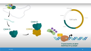 mitogen activated protein kinase.pptx