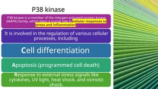 MAPK.pptx map kinase pathway pharmacology | PPTX | Endocrine and ...
