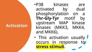 MAPK.pptx map kinase pathway pharmacology | PPTX | Endocrine and ...