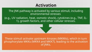 MAPK.pptx map kinase pathway pharmacology | PPTX | Endocrine and ...