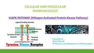 Mitogen Activated Protein Kinase Pathway- Cellular and Molecular ...