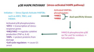 Mitogen Activated Protein Kinase Pathway- Cellular and Molecular ...
