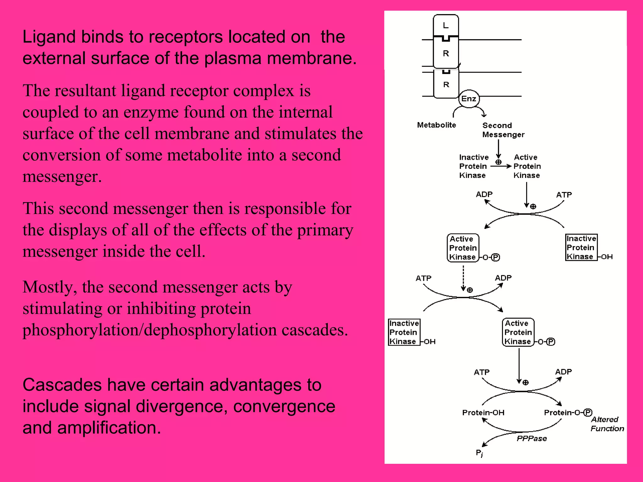 This second messenger then is responsible for
the displays of all of the effects of the primary
messenger inside the cell.
Cascades have certain advantages to
include signal divergence, convergence
and amplification.
The resultant ligand receptor complex is
coupled to an enzyme found on the internal
surface of the cell membrane and stimulates the
conversion of some metabolite into a second
messenger.
Mostly, the second messenger acts by
stimulating or inhibiting protein
phosphorylation/dephosphorylation cascades.
Ligand binds to receptors located on the
external surface of the plasma membrane.
 