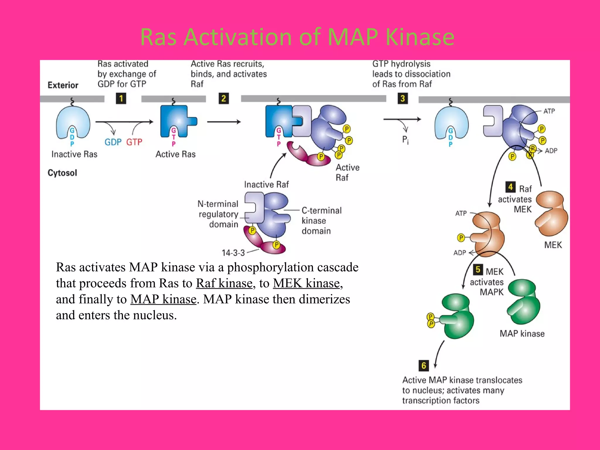 Ras Activation of MAP Kinase
Ras activates MAP kinase via a phosphorylation cascade
that proceeds from Ras to Raf kinase, to MEK kinase,
and finally to MAP kinase. MAP kinase then dimerizes
and enters the nucleus.
 