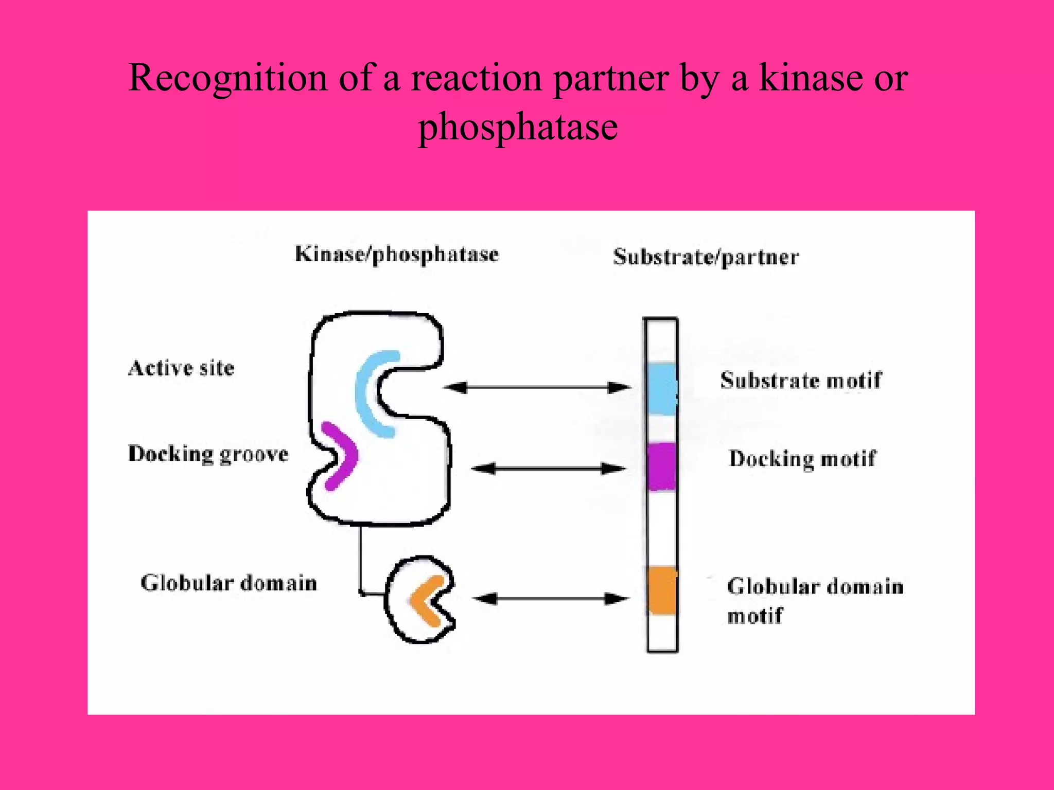Recognition of a reaction partner by a kinase or
phosphatase
 