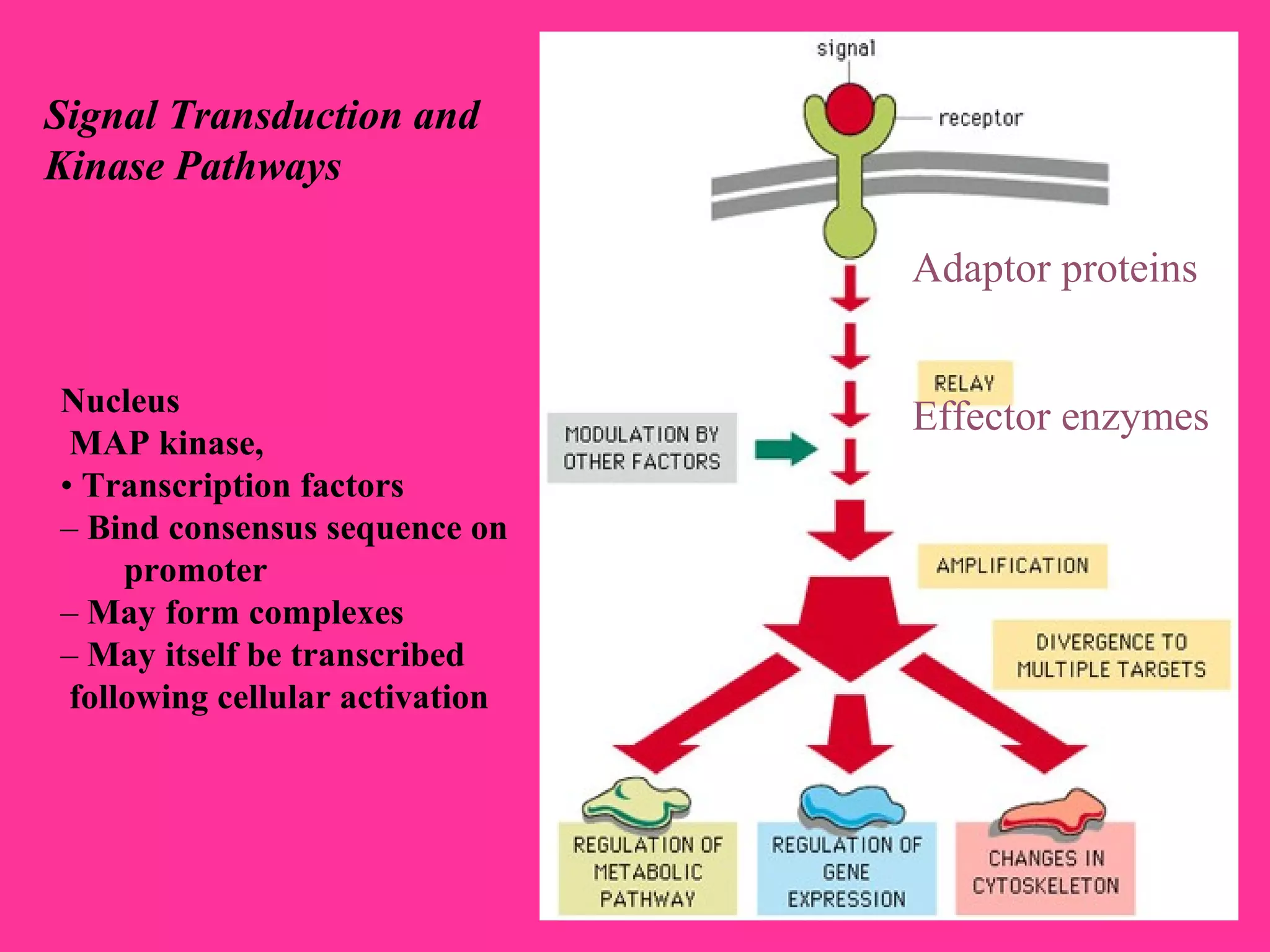 Signal Transduction and
Kinase Pathways
Nucleus
MAP kinase,
• Transcription factors
– Bind consensus sequence on
promoter
– May form complexes
– May itself be transcribed
following cellular activation
Adaptor proteins
Effector enzymes
 