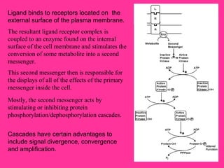 This second messenger then is responsible for
the displays of all of the effects of the primary
messenger inside the cell.
Cascades have certain advantages to
include signal divergence, convergence
and amplification.
The resultant ligand receptor complex is
coupled to an enzyme found on the internal
surface of the cell membrane and stimulates the
conversion of some metabolite into a second
messenger.
Mostly, the second messenger acts by
stimulating or inhibiting protein
phosphorylation/dephosphorylation cascades.
Ligand binds to receptors located on the
external surface of the plasma membrane.
 