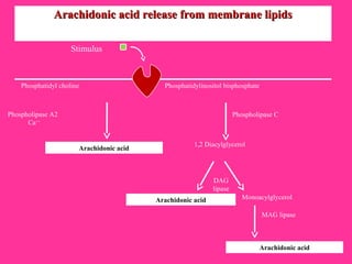 Phosphatidyl choline
Arachidonic acid
Phospholipase A2
Ca++
Phosphatidylinositol bisphosphate
Phospholipase C
1,2 Diacylglycerol
Arachidonic acid Monoacylglycerol
DAG
lipase
Arachidonic acid
MAG lipase
Arachidonic acid release from membrane lipidsArachidonic acid release from membrane lipids
Stimulus
 