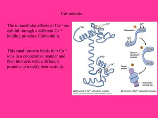 Calmodulin
The intracellular effects of Ca+2
are
exhibit through a different Ca+2
binding proteins: Calmodulin.
This small protein binds four Ca+2
ions in a cooperative manner and
then interacts with a different
proteins to modify their activity.
 