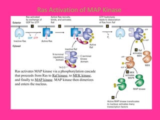 Ras Activation of MAP Kinase
Ras activates MAP kinase via a phosphorylation cascade
that proceeds from Ras to Raf kinase, to MEK kinase,
and finally to MAP kinase. MAP kinase then dimerizes
and enters the nucleus.
 
