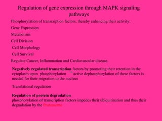 Regulation of gene expression through MAPK signaling
pathways
Phosphorylation of transcription factors, thereby enhancing their activity:
Gene Expression
Metabolism
Cell Division
Cell Morphology
Cell Survival
Regulate Cancer, Inflammation and Cardiovascular disease.
Negatively regulated transcription factors by promoting their retention in the
cytoplasm upon phosphorylation active dephosphorylation of these factors is
needed for their migration to the nucleus
Translational regulation
Regulation of protein degradation
phosphorylation of transcription factors impedes their ubiquitination and thus their
degradation by the Proteasome
 