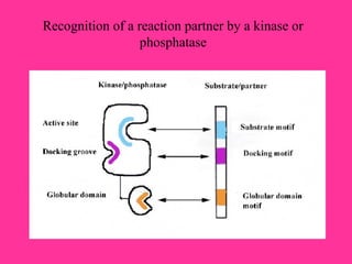 Recognition of a reaction partner by a kinase or
phosphatase
 