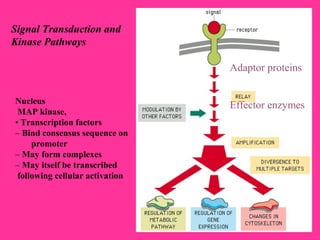 Signal Transduction and
Kinase Pathways
Nucleus
MAP kinase,
• Transcription factors
– Bind consensus sequence on
promoter
– May form complexes
– May itself be transcribed
following cellular activation
Adaptor proteins
Effector enzymes
 