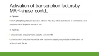 Activation of transcription factorsby
MAP-kinase contd.,
In Cytosol:
MAPK phosphorylates and activates a kinase P90 RSK, which translocate to the nucleus and
phosphorylates a specific serine in SRF
In Nucleus:
MPAK directly phosphorylates specific serine in TCF
Association of phosphorylated TCF with two molecules of phosphorylated SRF forms an
active trimeric factor
 