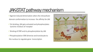 JAK-STATpathwaymechanism
Agonist induced dimerization alters the intracellular
domain conformation to increase the affinity for JAK
On binding, JAK gets activated and phosphorylates
tyrosine residues of receptor
Binding of STATand its phosphorylation by JAK
Phosphorylation STATdimerize and translocate to
the nucleus to regulate gene transcription
 