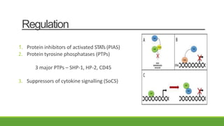 Regulation
1. Protein inhibitors of activated STATs (PIAS)
2. Protein tyrosine phosphatases (PTPs)
3 major PTPs – SHP-1, HP-2, CD45
3. Suppressors of cytokine signalling (SoCS)
 