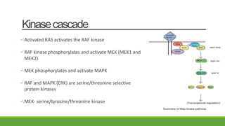 Kinasecascade
Activated RAS activates the RAF kinase
RAF kinase phosphorylates and activate MEK (MEK1 and
MEK2)
MEK phosphorylates and activate MAPK
RAF and MAPK (ERK) are serine/threonine selective
protein kinases
MEK- serine/tyrosine/threonine kinase
 