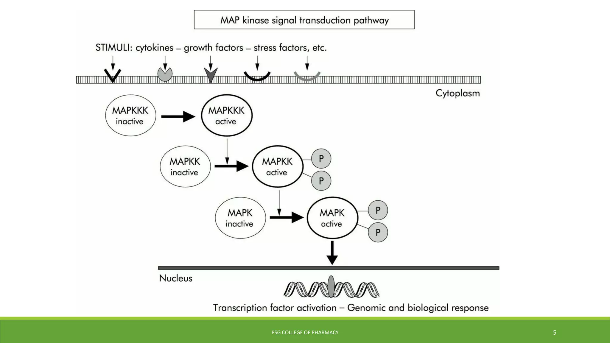 Map kinase and jak stat pathway | PPTX