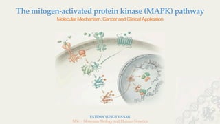 MAP Kinase Pathway | PDF