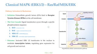MAP Kinase Pathway | PDF