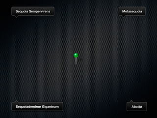 Sequoia Sempervirens       Metasequoia




Sequoiadendron Giganteum        Abattu
 