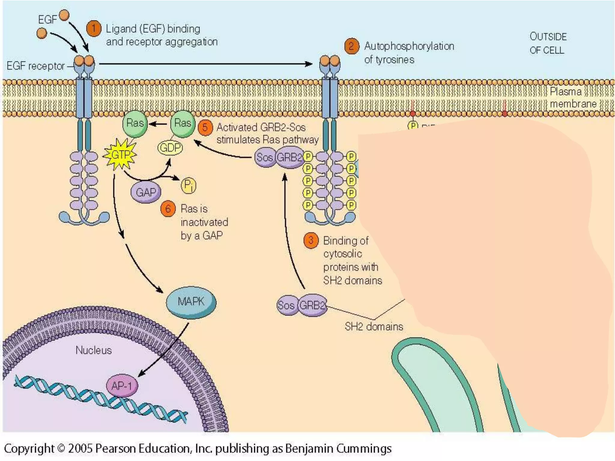 MAPK pathway, | PPTX
