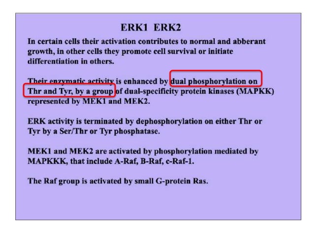 MAPK pathway, | PPTX | Endocrine and Metabolic Diseases | Diseases and ...