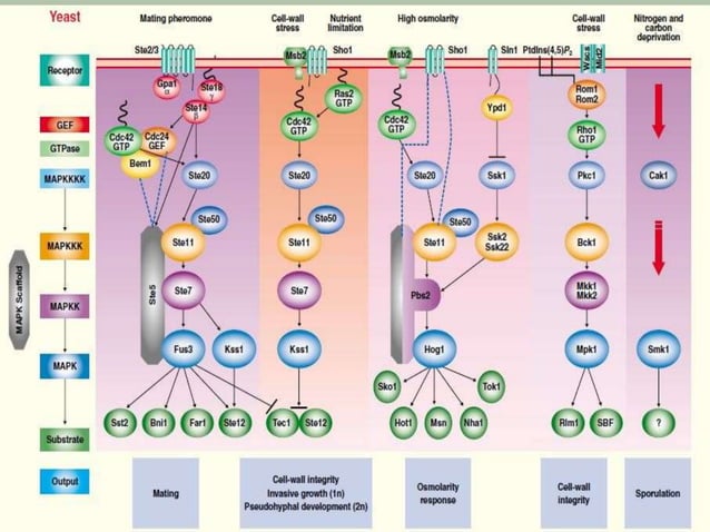 MAPK pathway, | PPTX | Endocrine and Metabolic Diseases | Diseases and ...