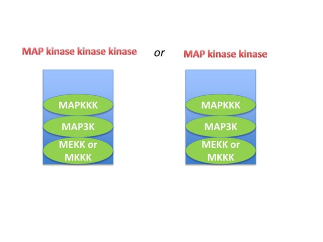 MAPK pathway, | PPTX | Endocrine and Metabolic Diseases | Diseases and ...