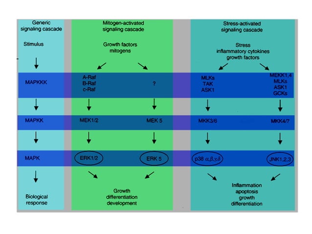 MAPK pathway, | PPTX | Endocrine and Metabolic Diseases | Diseases and ...