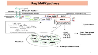 MAPK pathway Advanced pharmacology ( M . PHARM ).pptx