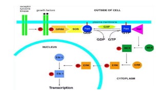MAPK pathway Advanced pharmacology ( M . PHARM ).pptx