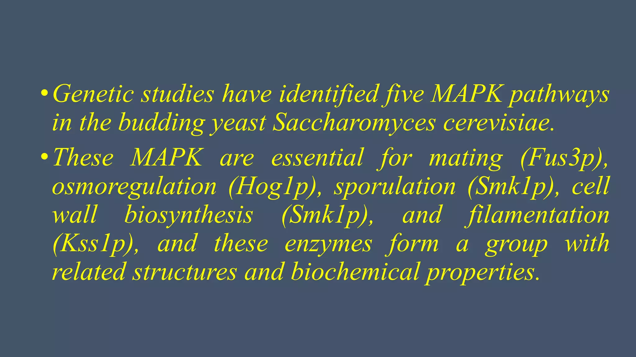 •Genetic studies have identified five MAPK pathways
in the budding yeast Saccharomyces cerevisiae.
•These MAPK are essential for mating (Fus3p),
osmoregulation (Hog1p), sporulation (Smk1p), cell
wall biosynthesis (Smk1p), and filamentation
(Kss1p), and these enzymes form a group with
related structures and biochemical properties.
 
