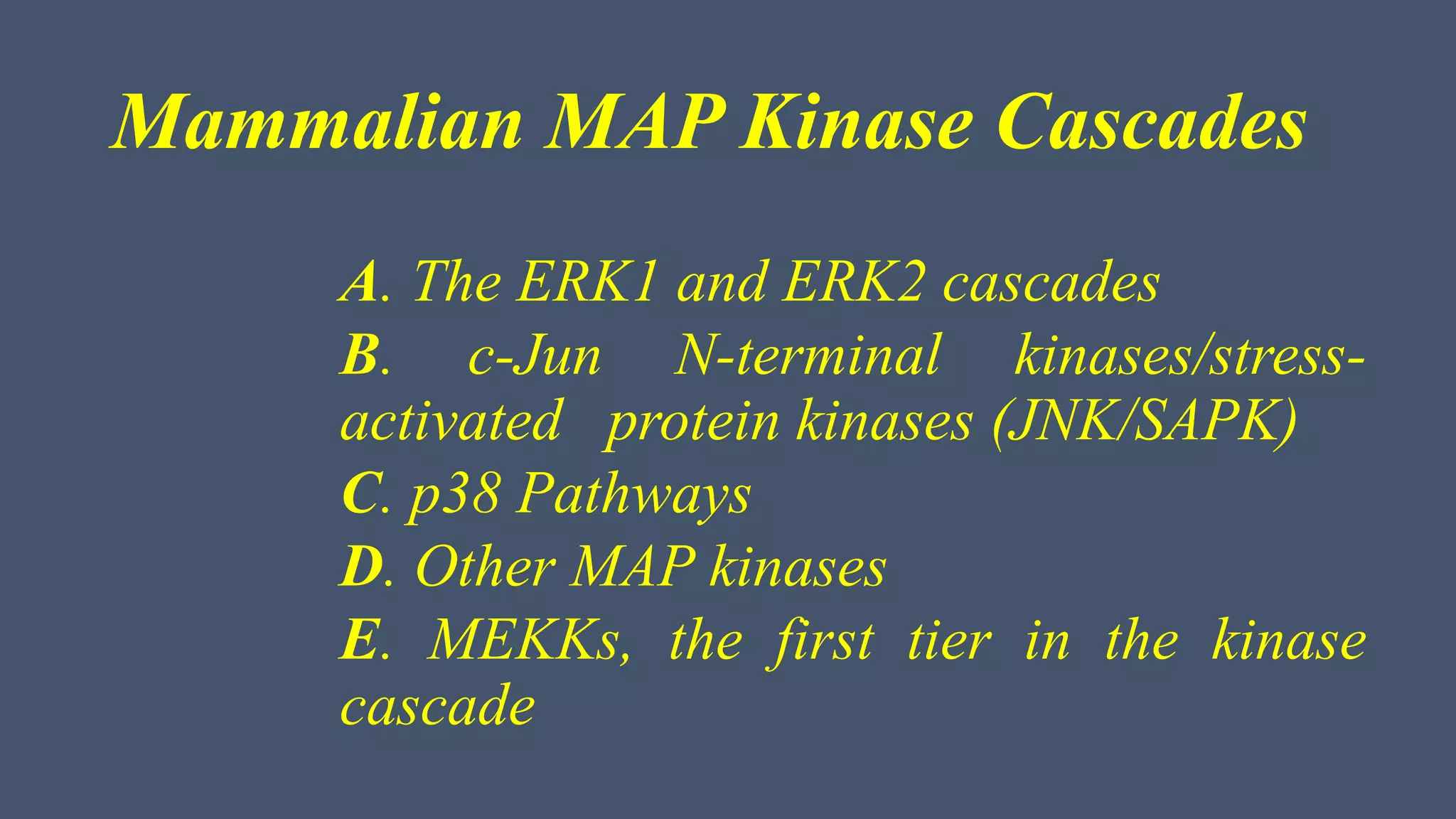 Mammalian MAP Kinase Cascades
A. The ERK1 and ERK2 cascades
B. c-Jun N-terminal kinases/stress-
activated protein kinases (JNK/SAPK)
C. p38 Pathways
D. Other MAP kinases
E. MEKKs, the first tier in the kinase
cascade
 