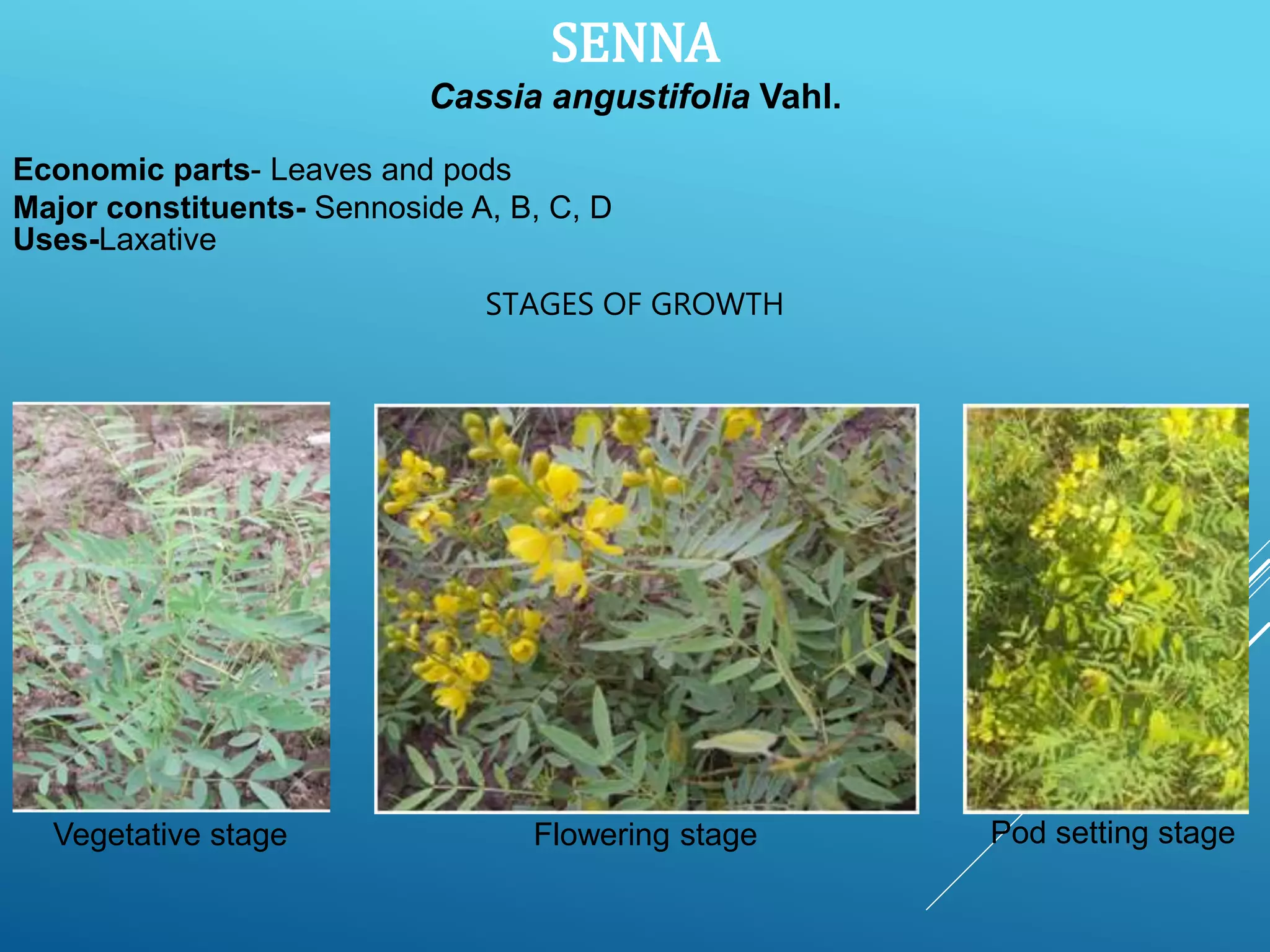 POST-HARVEST MANAGEMENT OF MEDICINAL AND AROMATIC PLANTS | PPTX