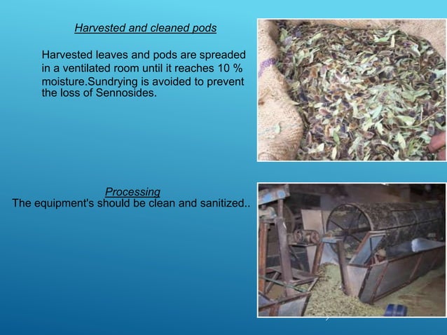 POST-HARVEST MANAGEMENT OF MEDICINAL AND AROMATIC PLANTS | PPTX