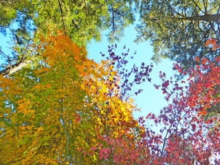 Hybrid Maple in Fall
