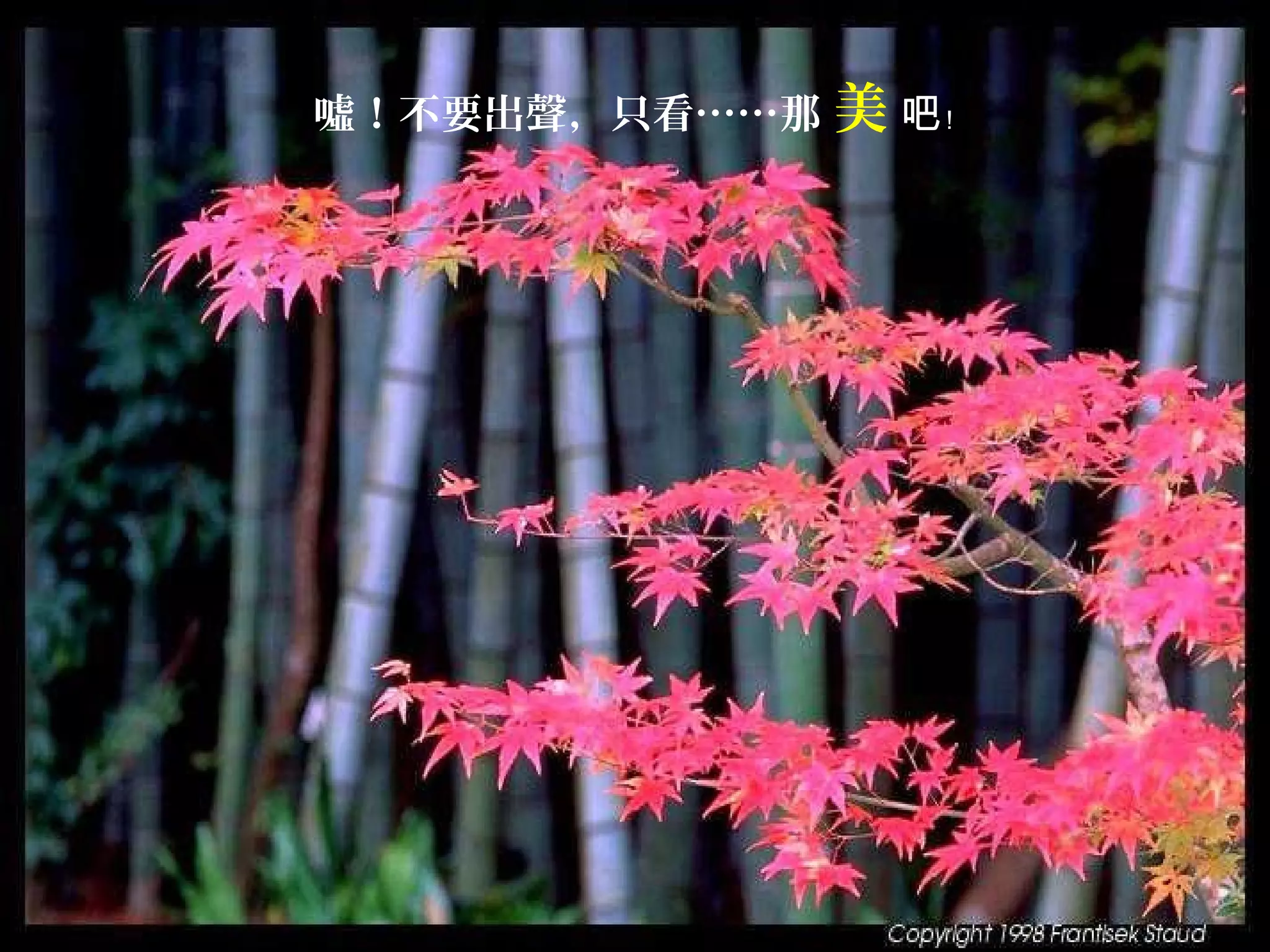 噓！不要出聲，只看……那 美 吧﹗

 