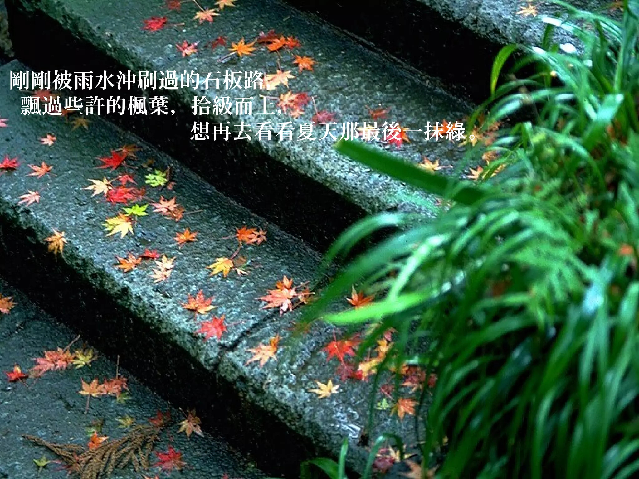 剛剛被雨水沖刷過的石板路，
飄過些許的楓葉，拾級而上，
想再去看看夏天那最後一抹綠 。

 