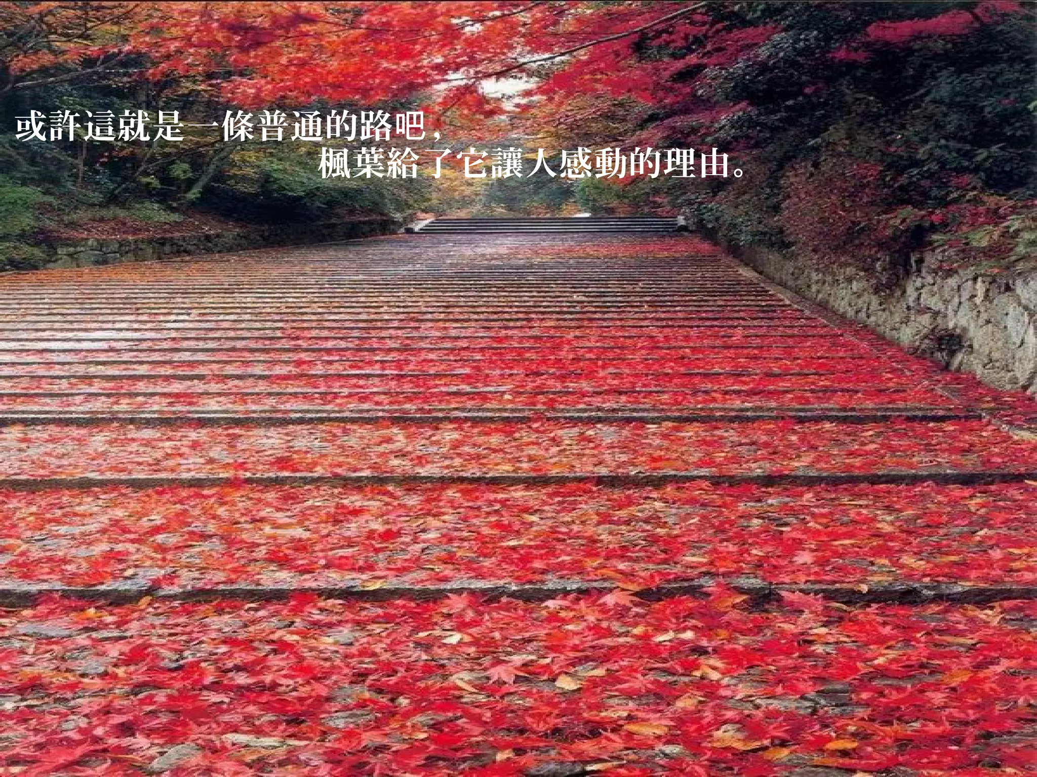 或許這就是一條普通的路吧 ，
楓葉給了它讓人感動的理由。

 