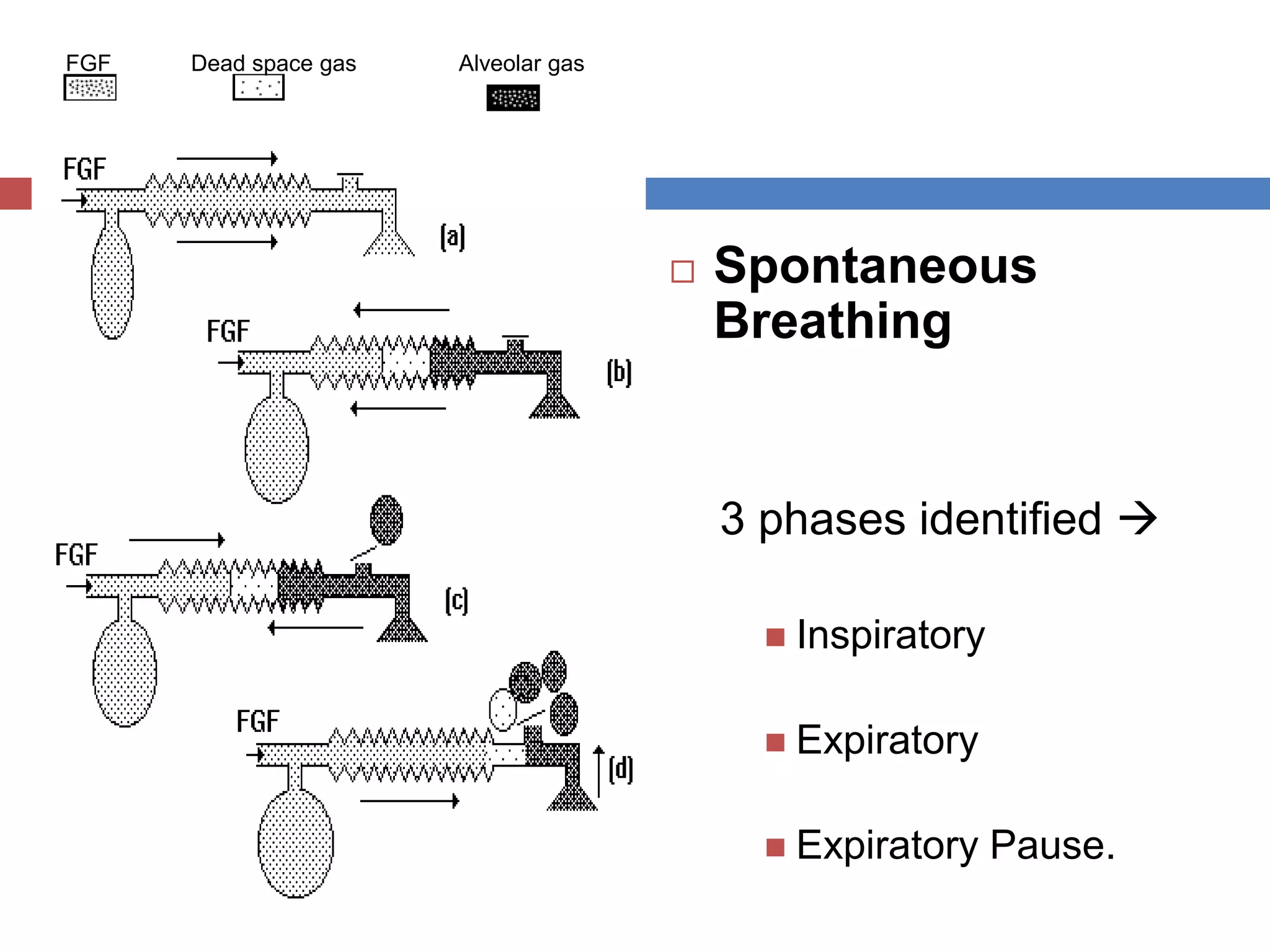  Spontaneous
Breathing
3 phases identified 
 Inspiratory
 Expiratory
 Expiratory Pause.
FGF Dead space gas Alveolar gas
 