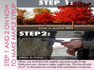 Method Inset Maple Syrup Maple syrup | PPTX