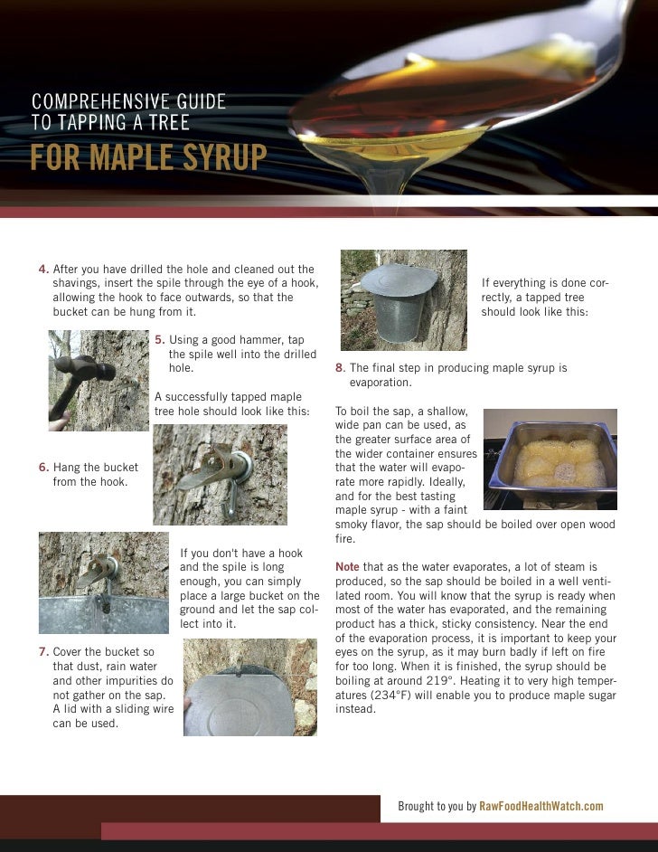 Comprehensive Guide to Tapping a Tree for Maple Syrup