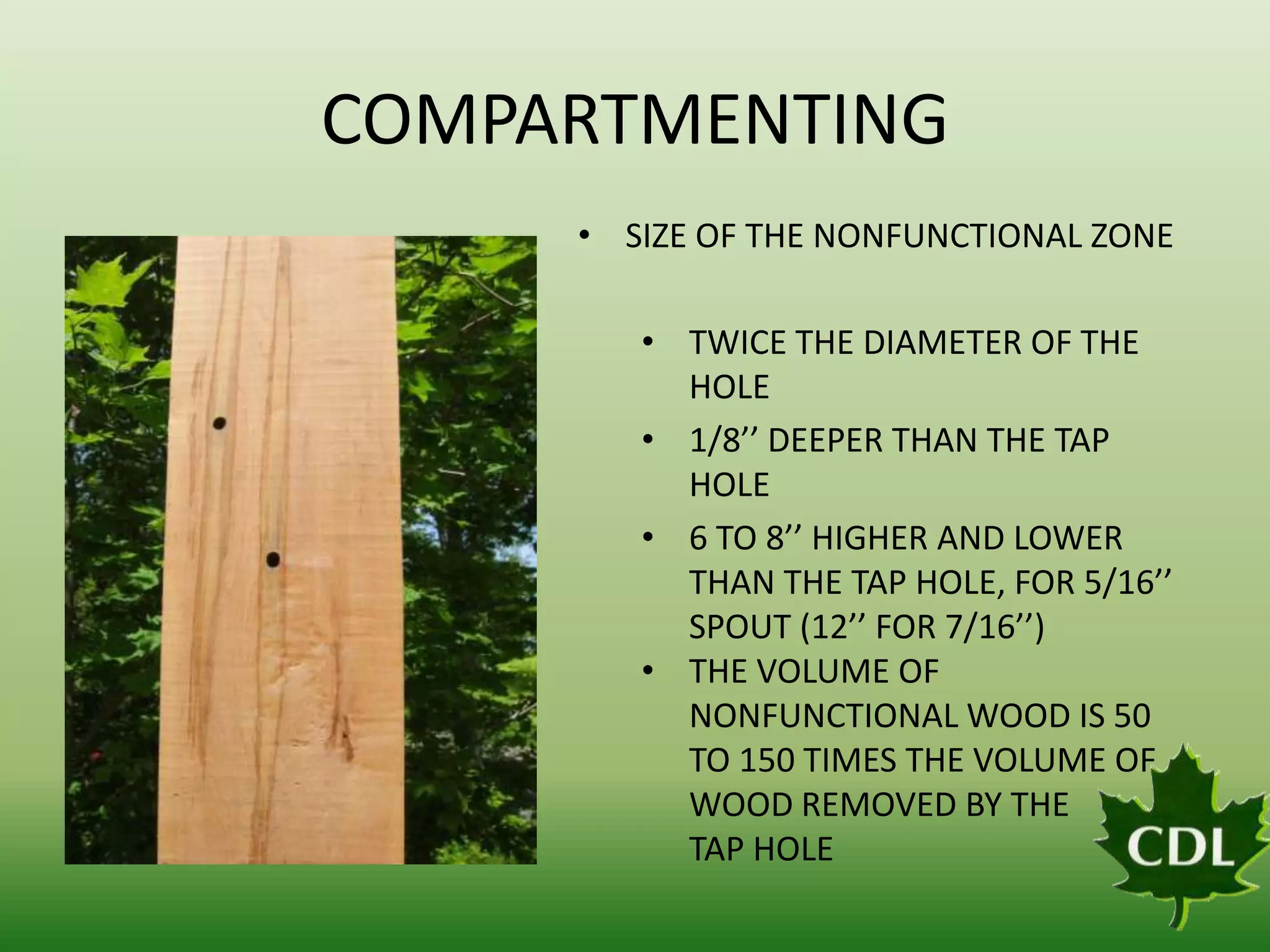 COMPARTMENTING
• SIZE OF THE NONFUNCTIONAL ZONE
• TWICE THE DIAMETER OF THE
HOLE
• 1/8’’ DEEPER THAN THE TAP
HOLE
• 6 TO 8’’ HIGHER AND LOWER
THAN THE TAP HOLE, FOR 5/16’’
SPOUT (12’’ FOR 7/16’’)
• THE VOLUME OF
NONFUNCTIONAL WOOD IS 50
TO 150 TIMES THE VOLUME OF
WOOD REMOVED BY THE
TAP HOLE

 