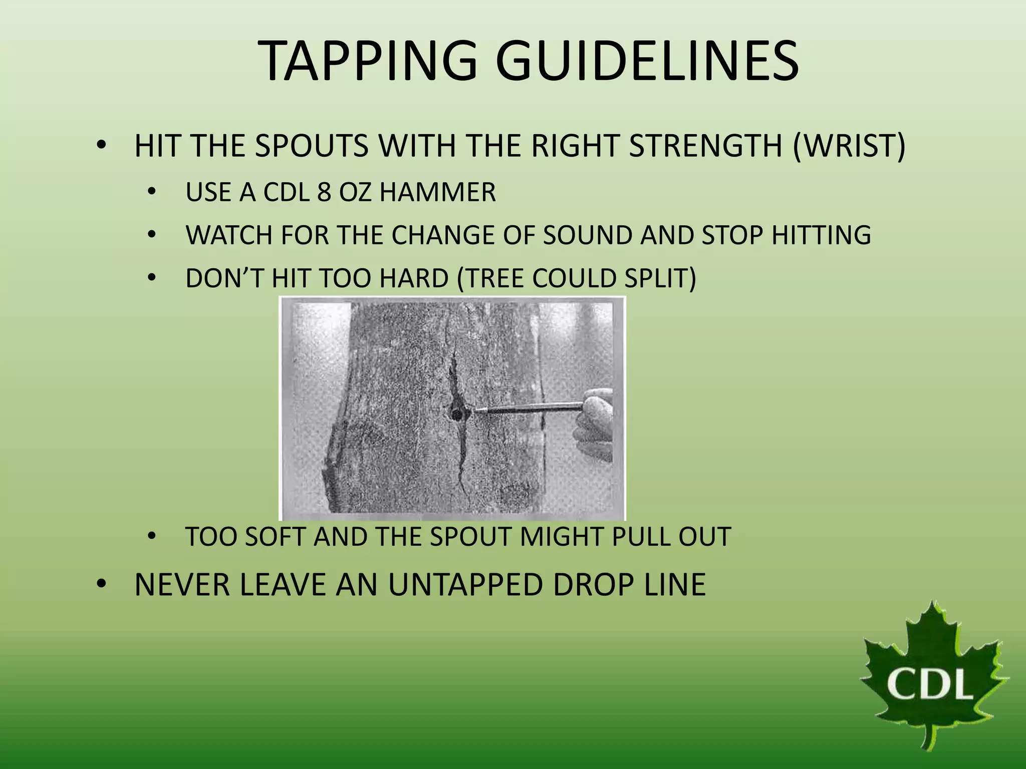 TAPPING GUIDELINES
• HIT THE SPOUTS WITH THE RIGHT STRENGTH (WRIST)
• USE A CDL 8 OZ HAMMER
• WATCH FOR THE CHANGE OF SOUND AND STOP HITTING
• DON’T HIT TOO HARD (TREE COULD SPLIT)

• TOO SOFT AND THE SPOUT MIGHT PULL OUT

• NEVER LEAVE AN UNTAPPED DROP LINE

 