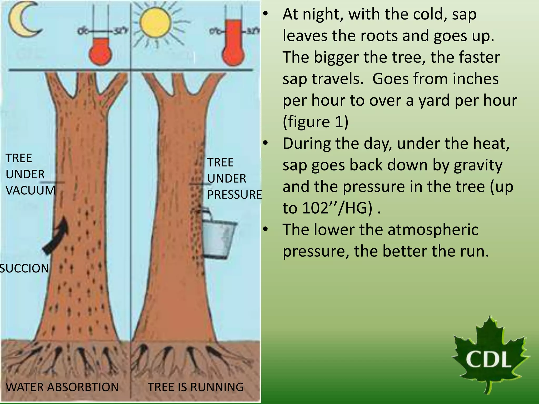 TREE
UNDER
VACUUM

• At night, with the cold, sap
leaves the roots and goes up.
The bigger the tree, the faster
sap travels. Goes from inches
per hour to over a yard per hour
(figure 1)
• During the day, under the heat,
TREE
sap goes back down by gravity
UNDER
and the pressure in the tree (up
PRESSURE
to 102’’/HG) .
• The lower the atmospheric
pressure, the better the run.

SUCCION

WATER ABSORBTION
Figure 1

TREE IS RUNNING

 