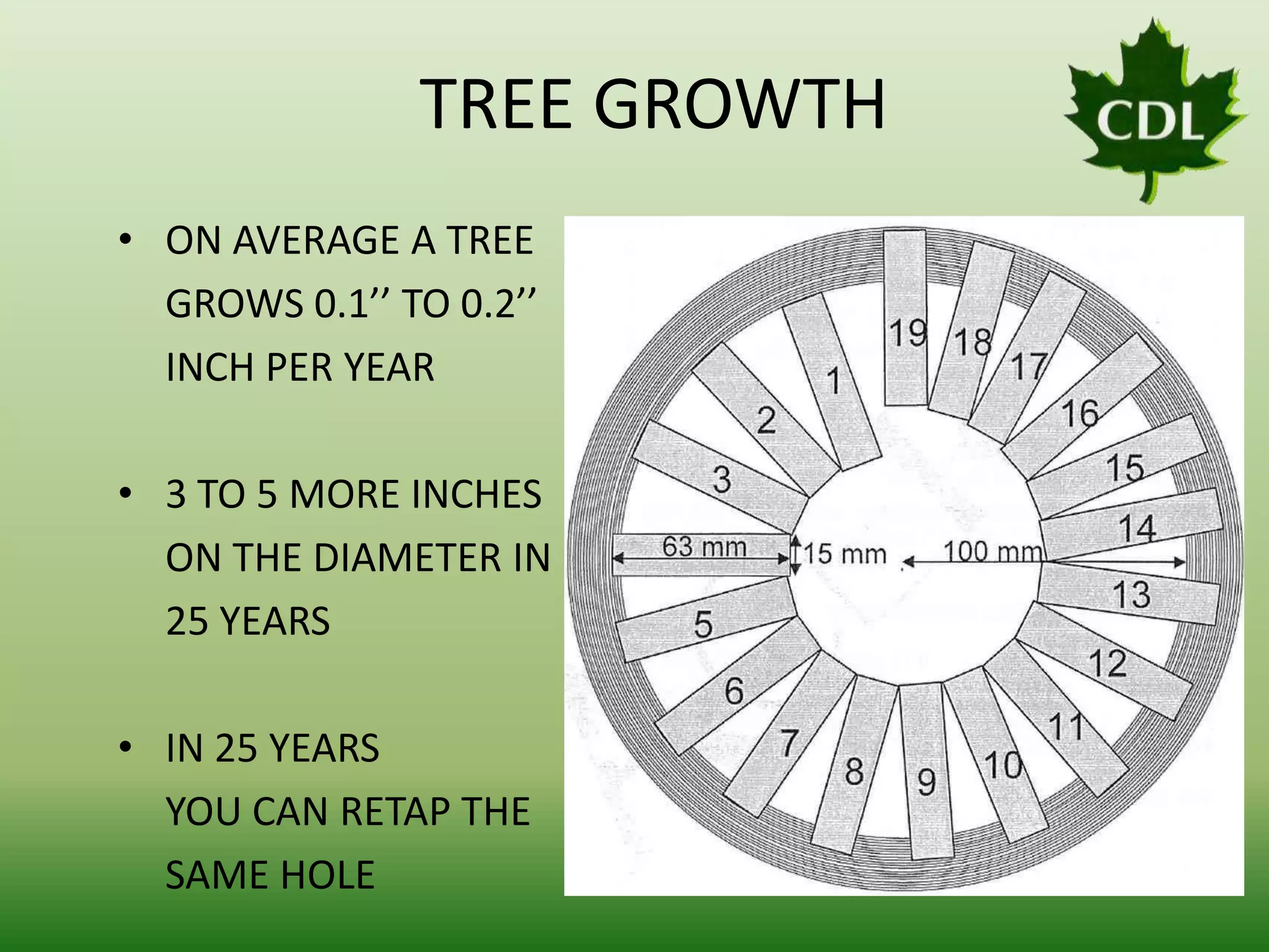 TREE GROWTH
• ON AVERAGE A TREE
GROWS 0.1’’ TO 0.2’’
INCH PER YEAR
• 3 TO 5 MORE INCHES
ON THE DIAMETER IN
25 YEARS
• IN 25 YEARS
YOU CAN RETAP THE
SAME HOLE

 