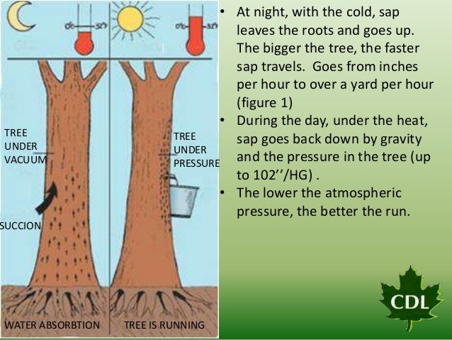 Maple Syrup Process Diagram