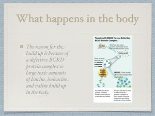 What happens in the body

 The reason for the
 build up is because of
 a defective BCKD
 protein complex so
 large toxic amounts
 of leucine, isoleucine
 and valine build up
 in the body.
 
